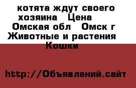 котята ждут своего хозяина › Цена ­ 1 - Омская обл., Омск г. Животные и растения » Кошки   